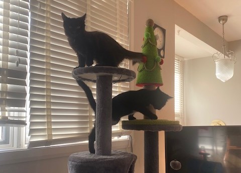 Black cats on a cat tree