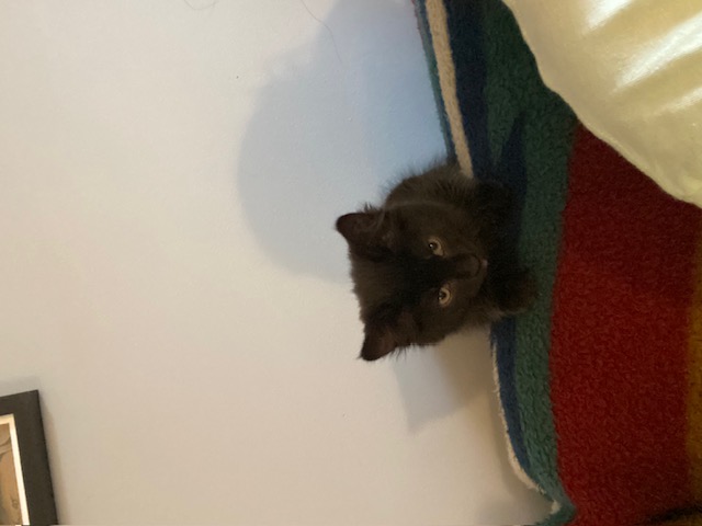 Black kitten